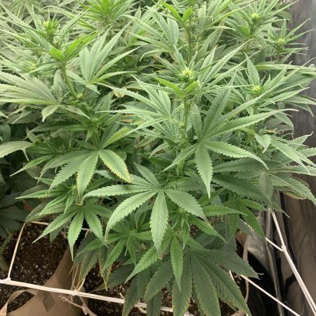 Organic grow in amended Peat mix