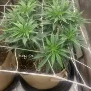 Organic grow in amended Peat mix