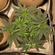 Organic grow in amended Peat mix