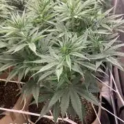 Organic grow in amended Peat mix