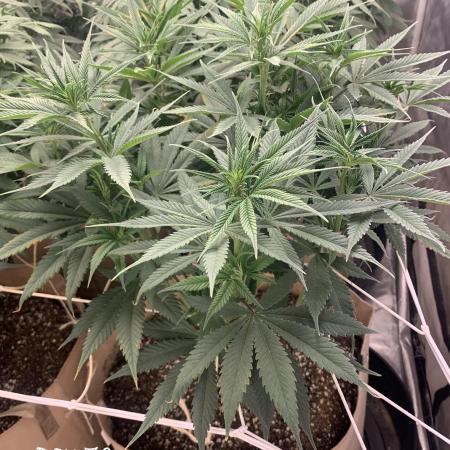 Organic grow in amended Peat mix