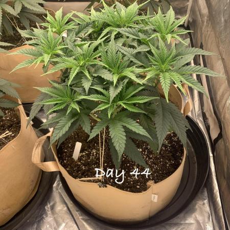 Organic grow in amended Peat mix