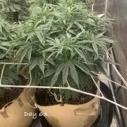 Organic grow in amended Peat mix