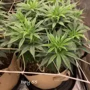 Organic grow in amended Peat mix