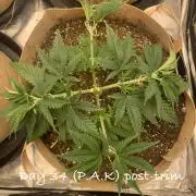 Organic grow in amended Peat mix