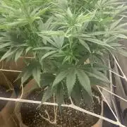 Organic grow in amended Peat mix