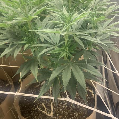 Organic grow in amended Peat mix