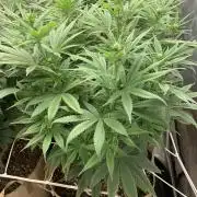 Organic grow in amended Peat mix