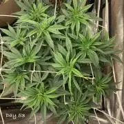 Organic grow in amended Peat mix