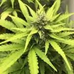 Spring autos