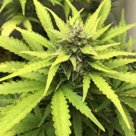 Spring autos