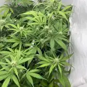 Moby dick auto