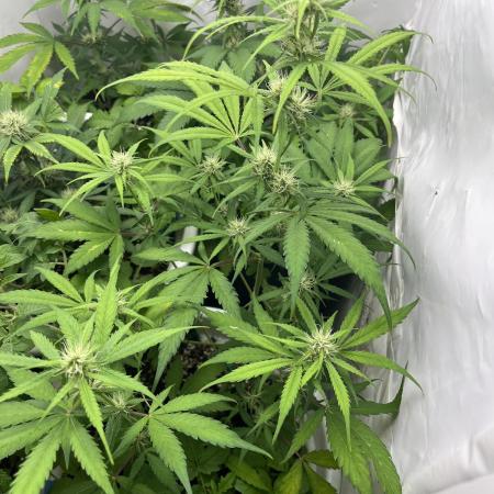 Moby dick auto