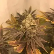 Ice cream haze 25