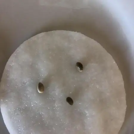 Ice cream haze 25