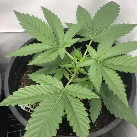 Ice cream haze 25