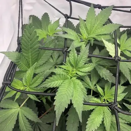 Ice cream haze 25