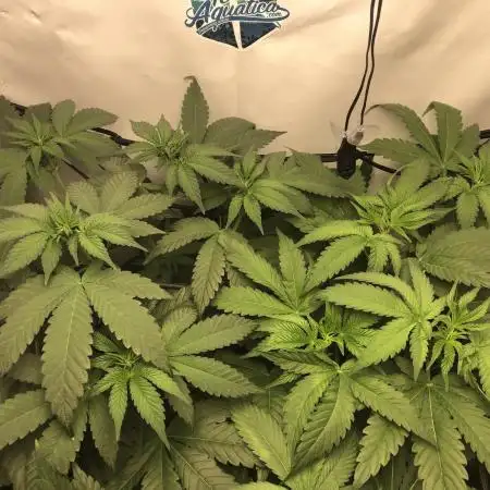 Ice cream haze 25
