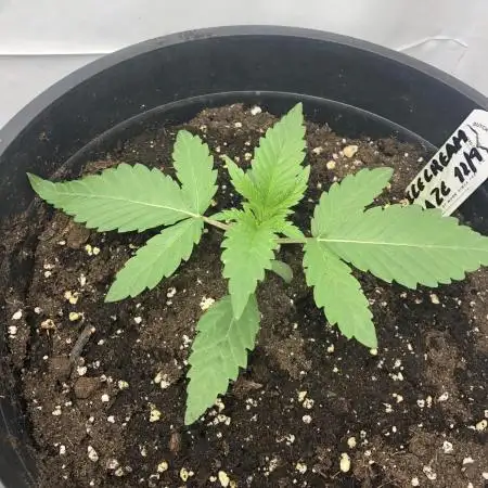 Ice cream haze 25