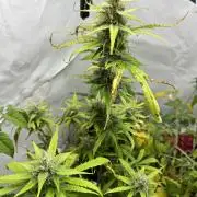 Moby dick auto