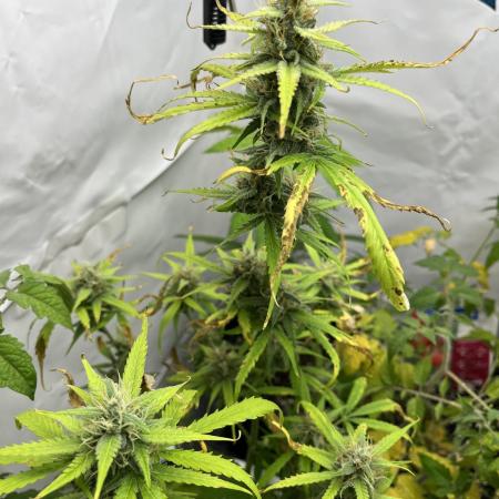 Moby dick auto