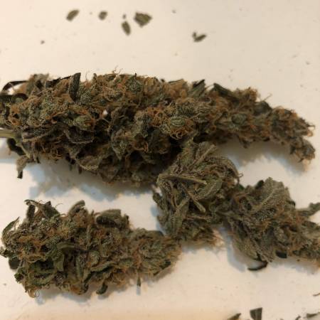Sour diesel fastbuds 
