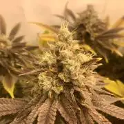 Ice cream haze 25