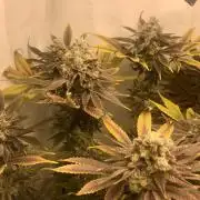 Ice cream haze 25