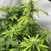Moby dick auto