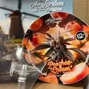 Dutch Passion regular Contest