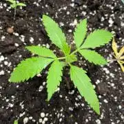 Moby dick auto