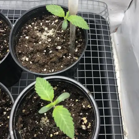 Ice cream haze 25