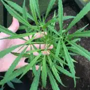 2026 greenhouse/outdoor grow