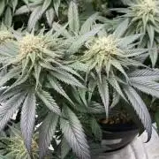 Zombie Kush