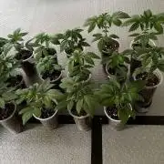 SOIL + SCROG BlackTunaCO