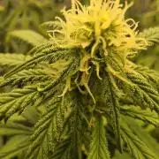 Bloom/Solfire seed run - Bloom