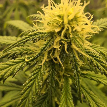 Bloom/Solfire seed run - Bloom