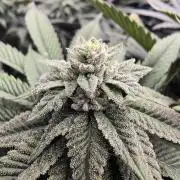 bloom/solfire seed run - solfire