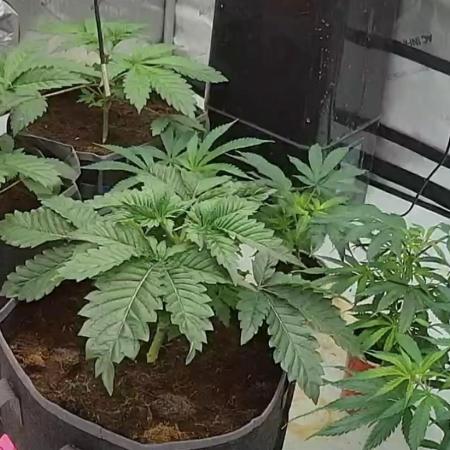 bloom/solfire seed run - solfire