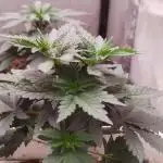 Kannabia Sunset Sherbet go fast F1