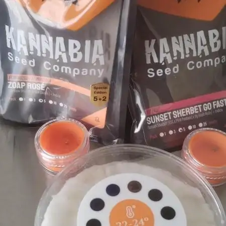 Kannabia Sunset Sherbet go fast F1