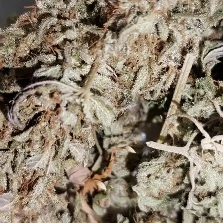 Kannabia Apple fritter