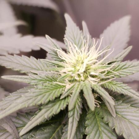 Kannabia Sunset Sherbet go fast F1