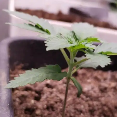 Kannabia Sunset Sherbet go fast F1