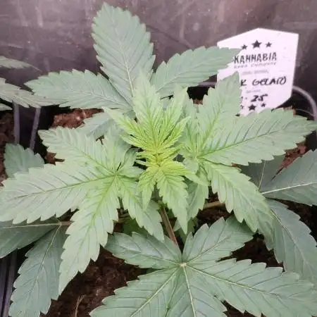 Kannabia Pink Gelato