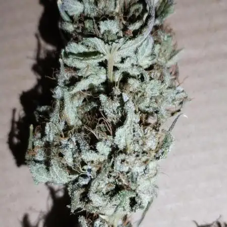 Kannabia Pink Gelato