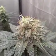 Kannabia Sunset Sherbet go fast F1