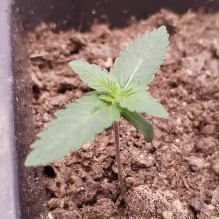 Kannabia ZOAP ROSE