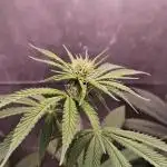 Kannabia Pink Gelato