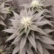 Kannabia Sunset Sherbet go fast F1
